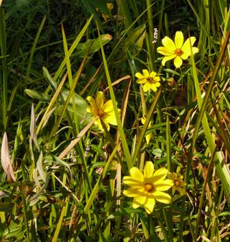 Water marigold 2 off main bridge