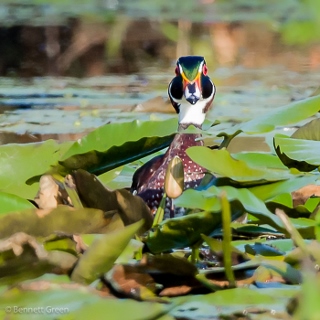 wood duck headon (320x320)