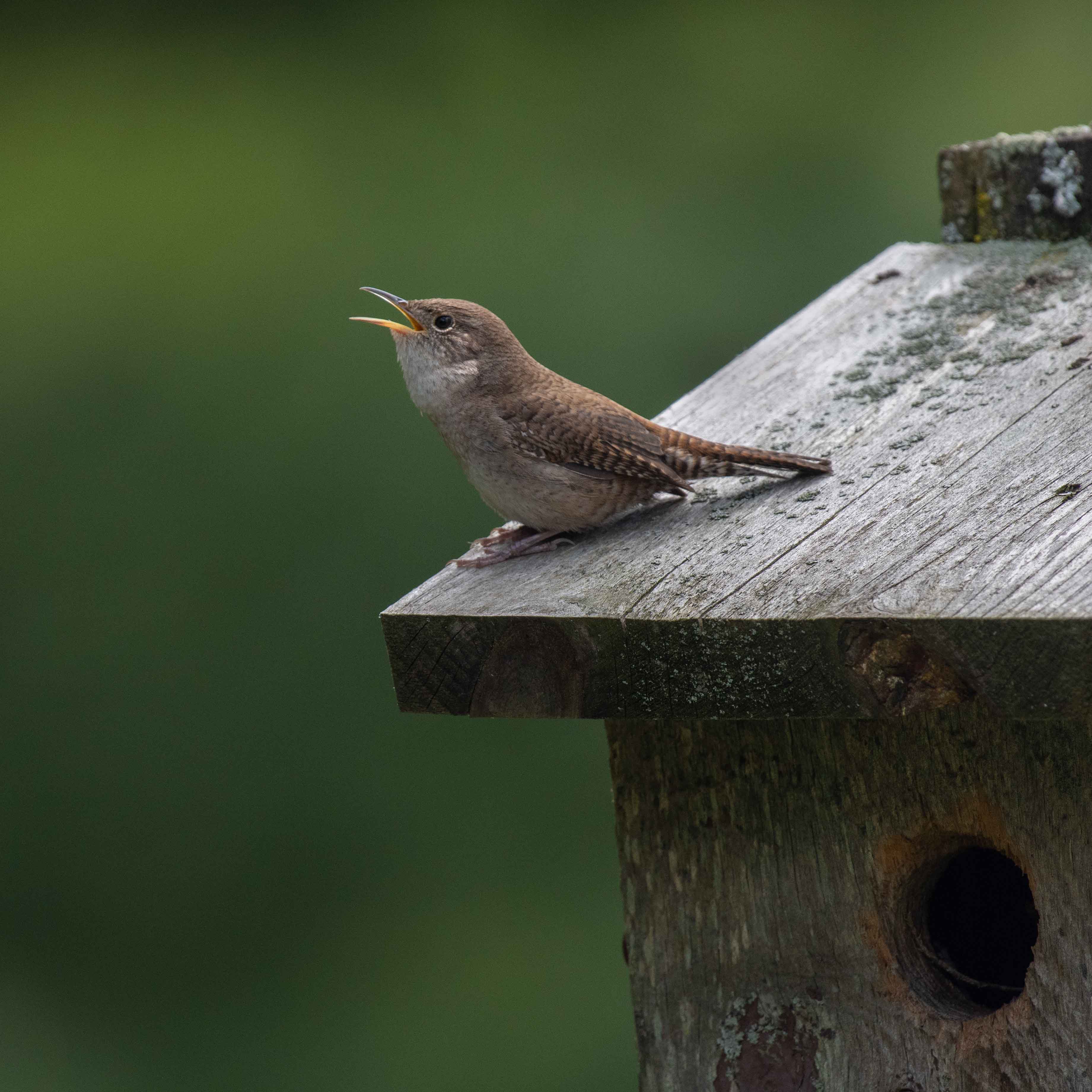 Birds, Birds, Birds Branching Out at Broadmoor