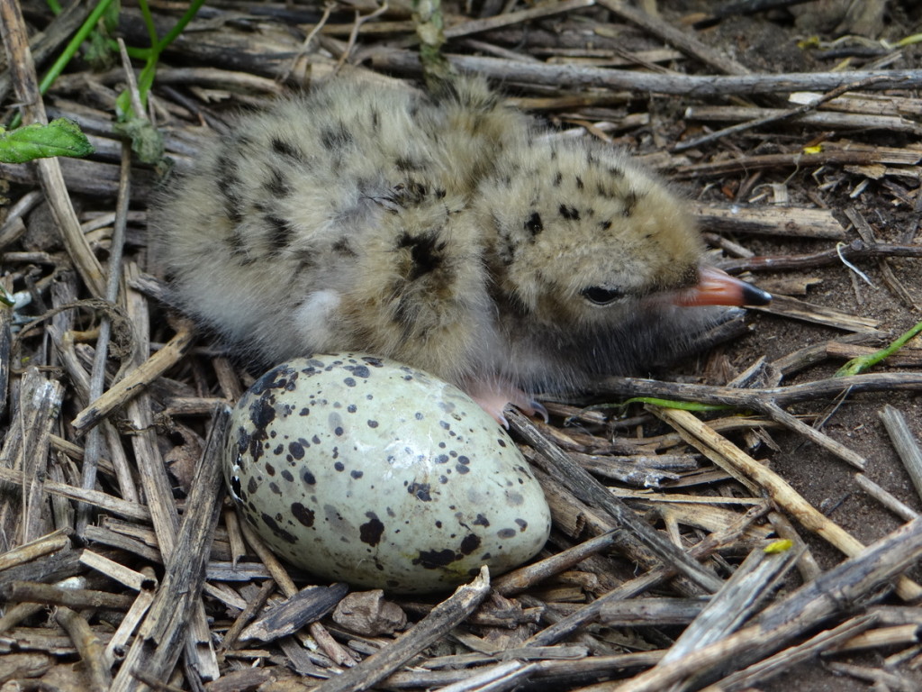 Common Tern hatchling