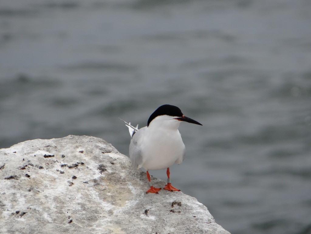 A Roseate Tern showing off it's leg bands.