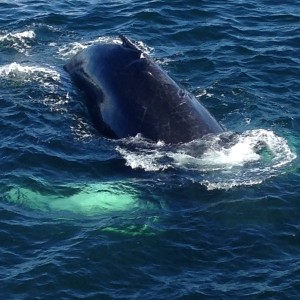 Humpback Whale, Stellwagen Sanctuary by Shannon Currie.