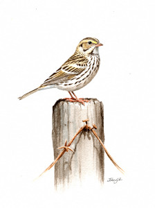 Savannah Sparrow, by John Sill