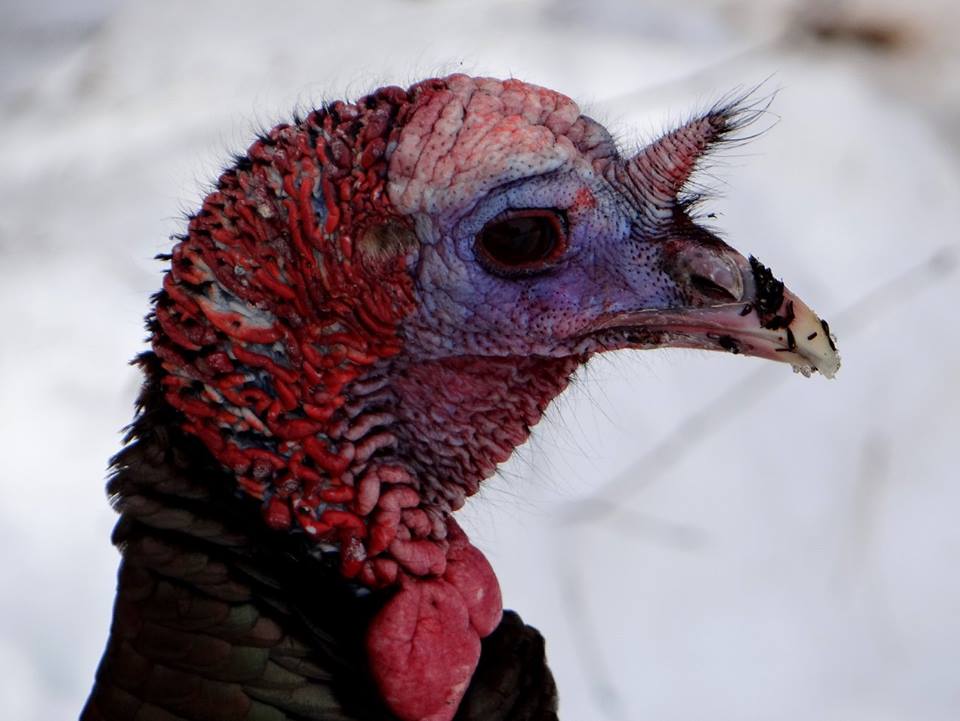 One of our Wild Turkey residents at Mass Audubon Headquarters.