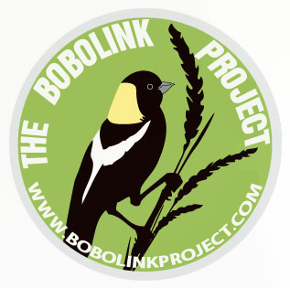 bobolink sticker