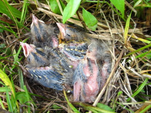 It takes just 12 days for nestlings to leave the nest. Sadly it will be another two to three weeks before they can fly well enough to escape the mowers used for haying.