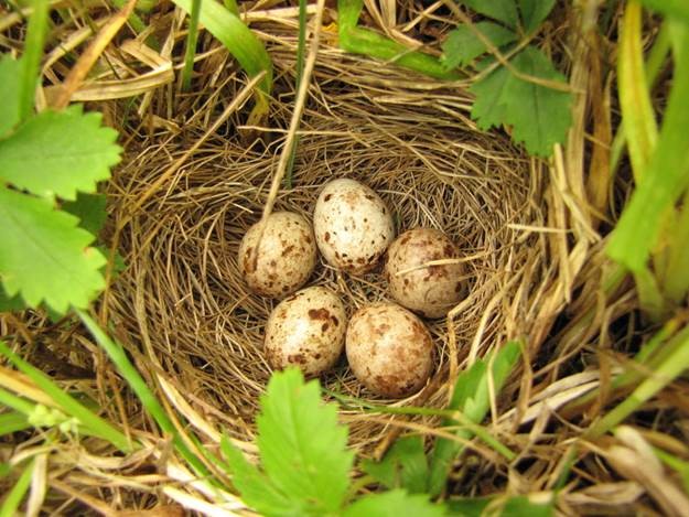 Bobolink nest, Allan Strong