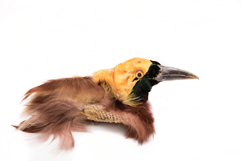 In Pictures: A Time When Dead Birds Were High Fashion | Distraction ...