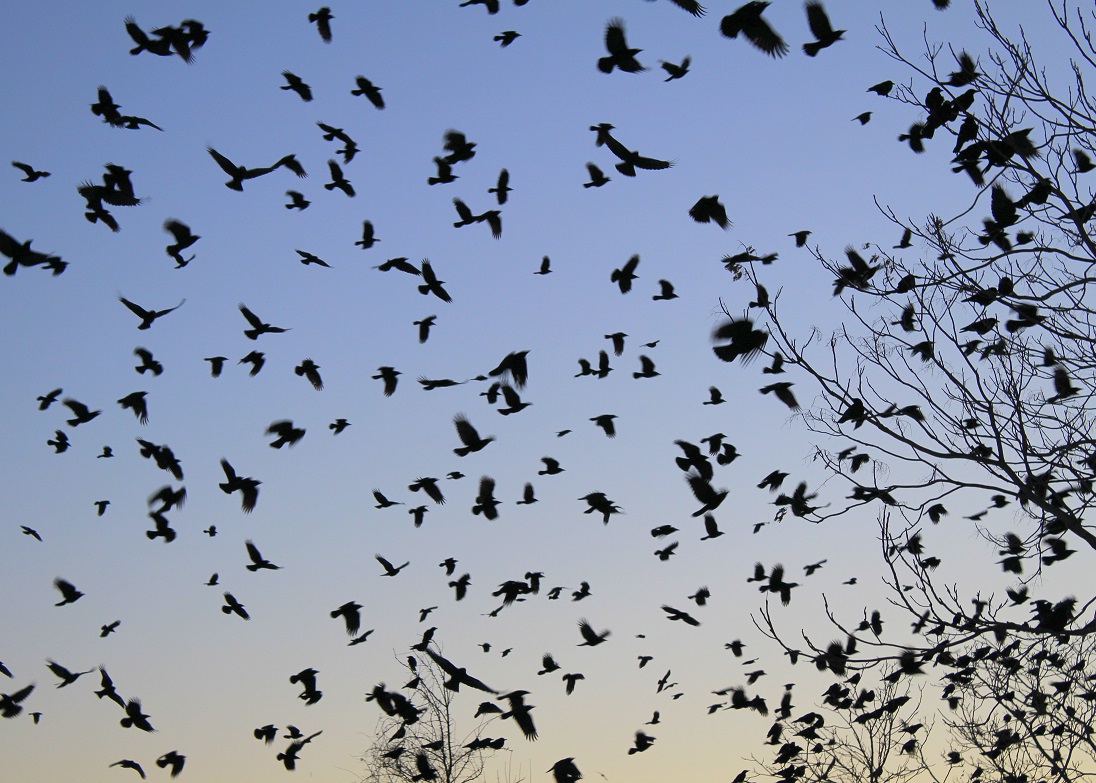 Licorice In The Sky A seasonal gathering of crows Distraction Displays