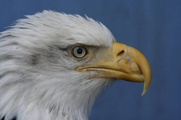 Bald Eagle via USFWS