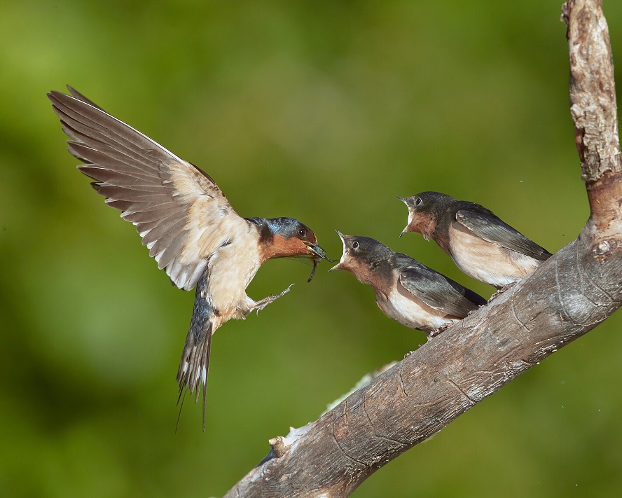 Barn Swallows At Conte Refuge Hadley Distraction Displays