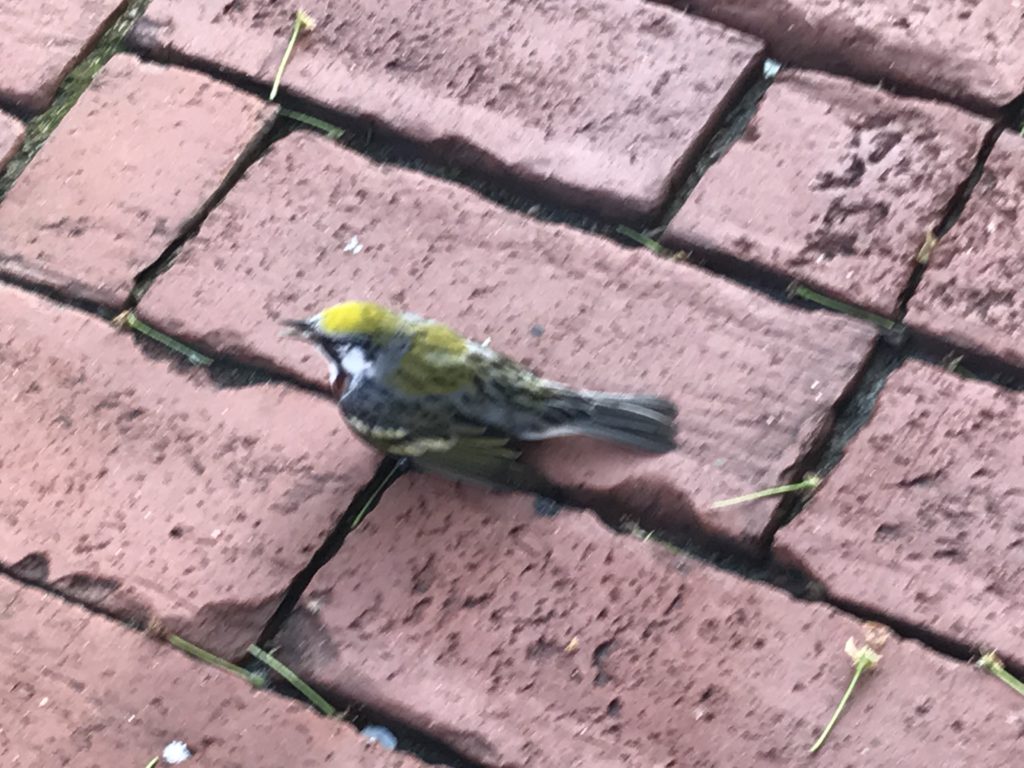 Our volunteers snapped a quick cell phone photo of the injured warbler next to the curb.