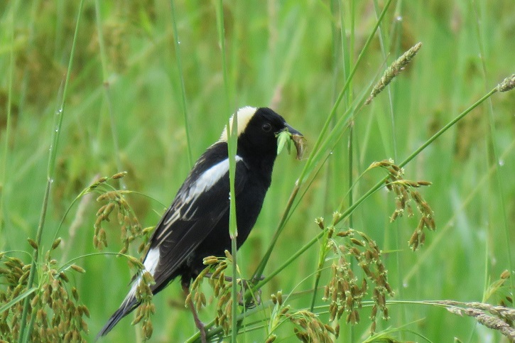 bobolink habitat