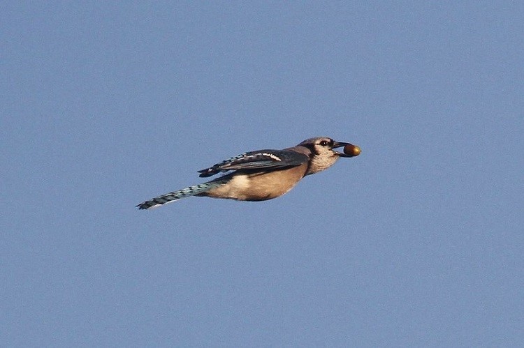 Bird of the Month: Blue Jay  Mississippi State University