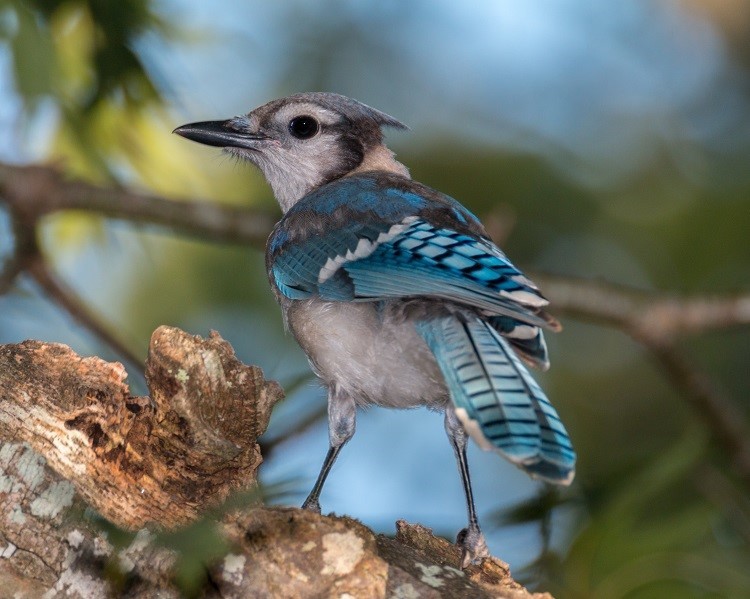 juvenile blue jay