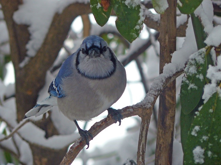 Blue jay in snow  Birds of New England.com