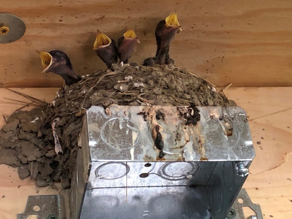 Report On Barn Swallows In Hadley Now Available Distraction Displays