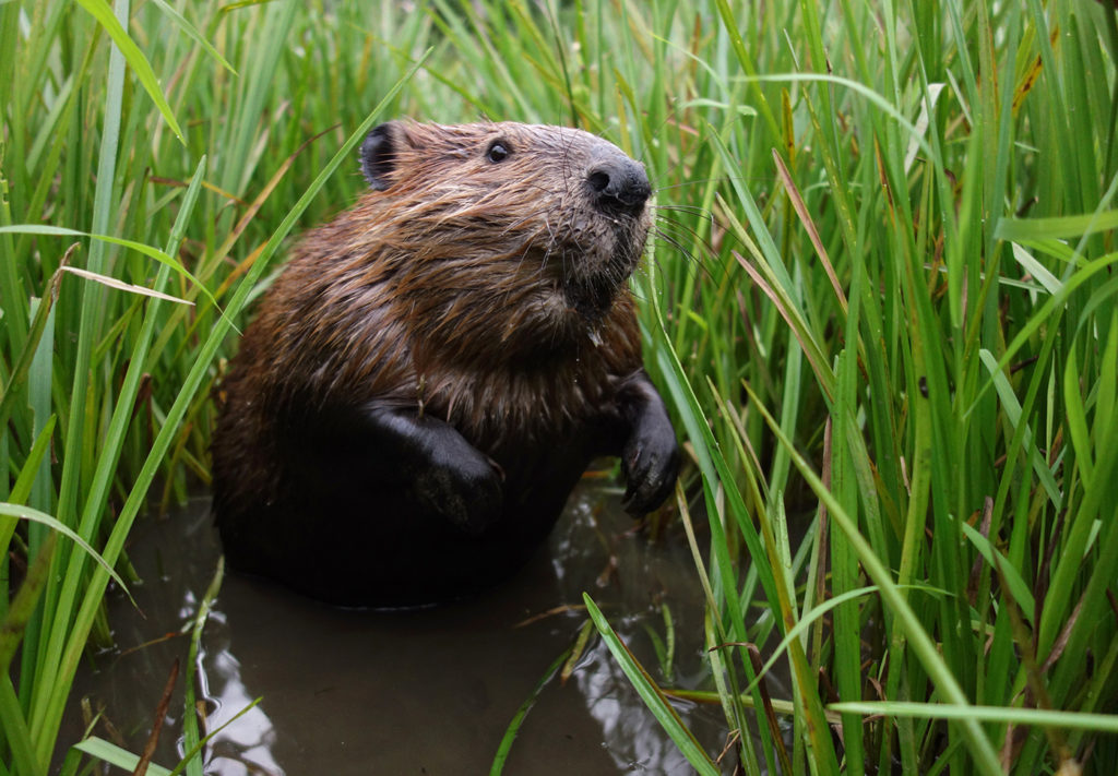 How to trap problem beavers in Massachusetts