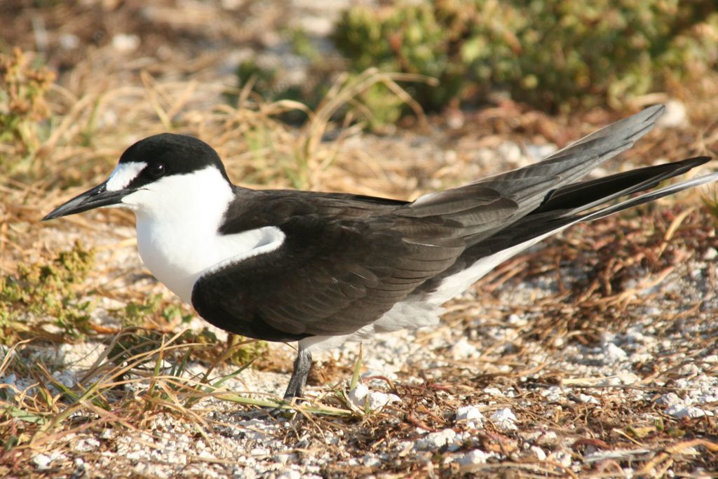 Mullins has chilled out; Settling in with Shorebirds