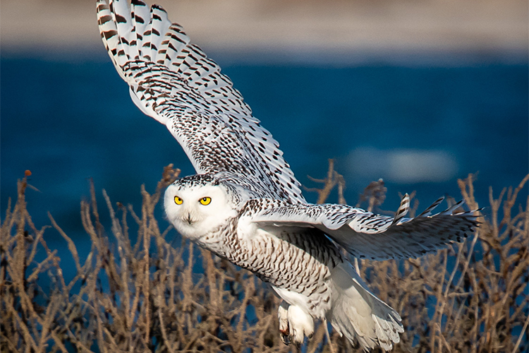 Encounter with a Snowy Owl | Off the Boardwalk at Stony Brook