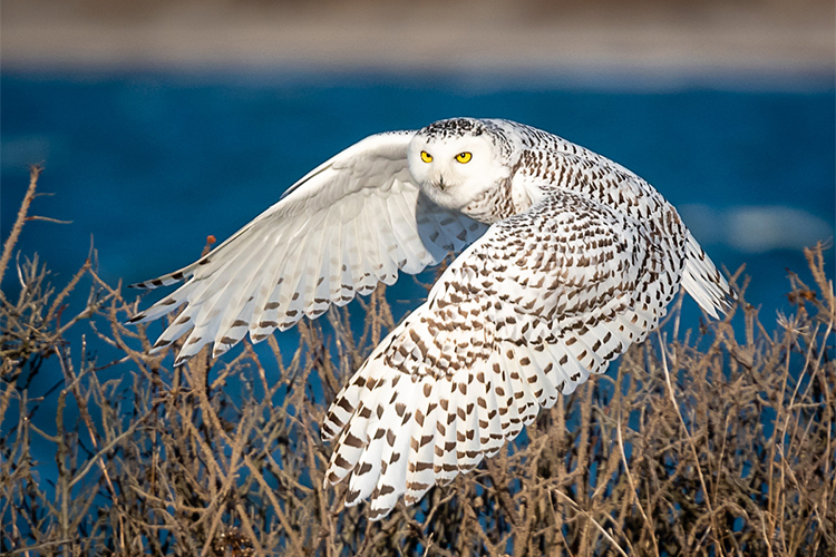 Snowy Owl © Fred Laberge