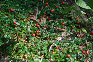 Native plants begin fruiting in early fall