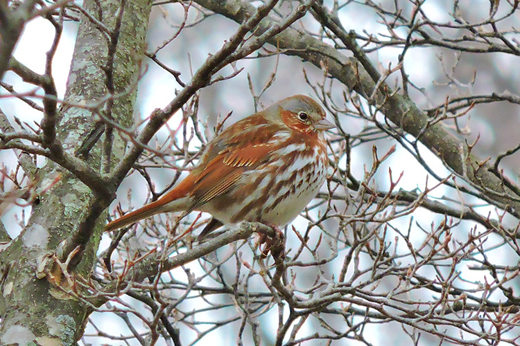 Fox Sparrow © Alberto Parker