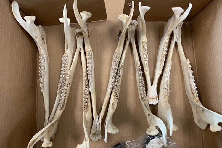 Deer jaw bones donated by Gary Duquette