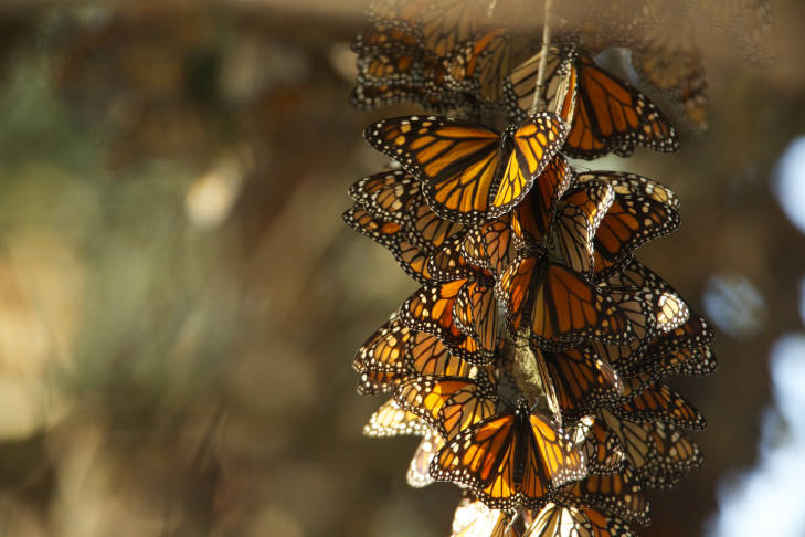 Help Protect Monarch Butterflies | Political Landscapes Advocacy At ...