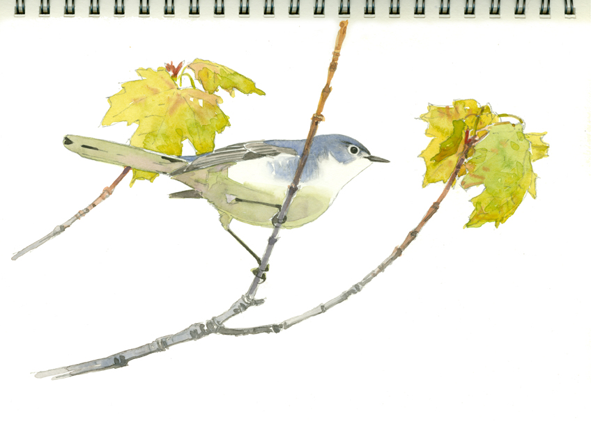 Spring Male Blue-gray Gnatcatcher - Mia McPherson's On The Wing Photography