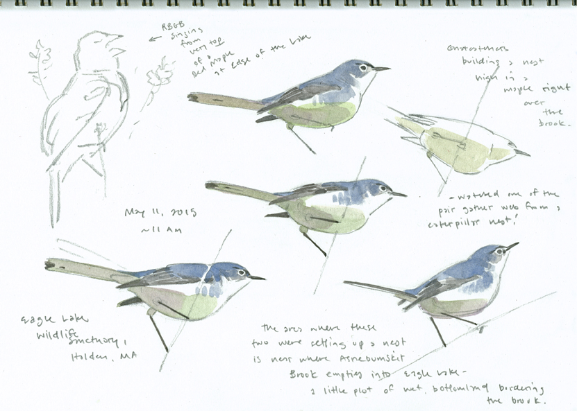 Wildlife Watching Wednesday: The Miniature Blue-Gray Gnatcatcher — Global  Outdoors Blog