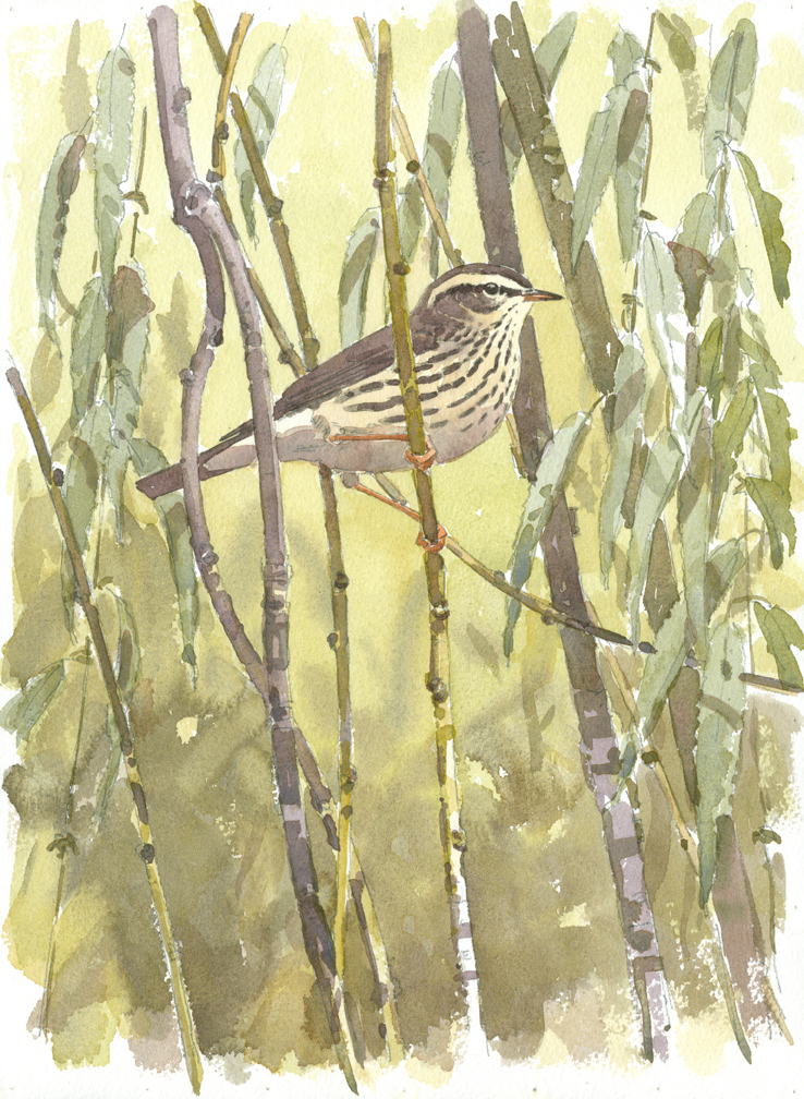 Northern Waterthrush in Willow - at 72 dpi
