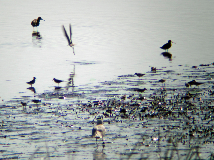 Shorebirds at the Boatramp, Joppa - at 72 dpi