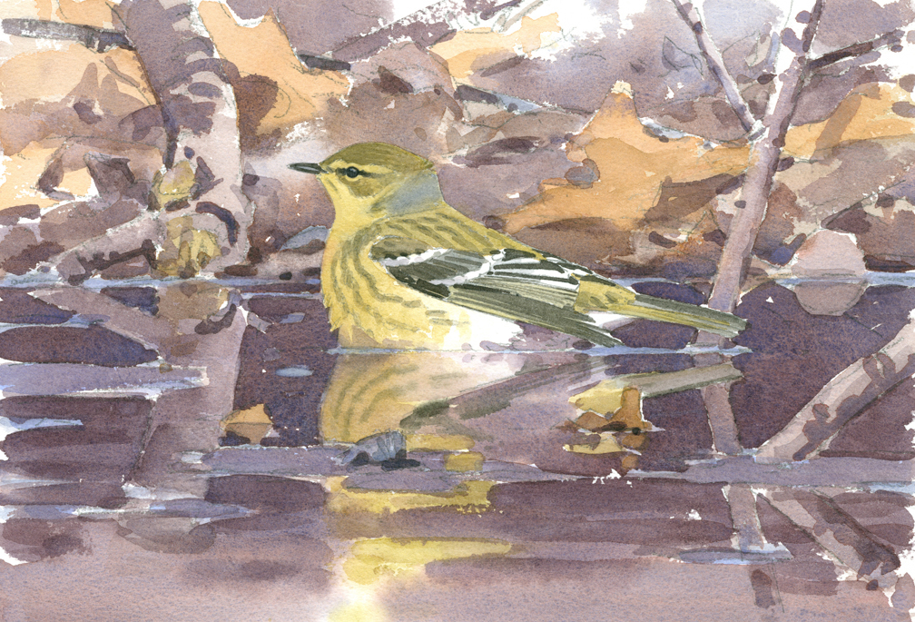 Blackpoll Warbler Bathing in Vernal Pool - at 72 dpi