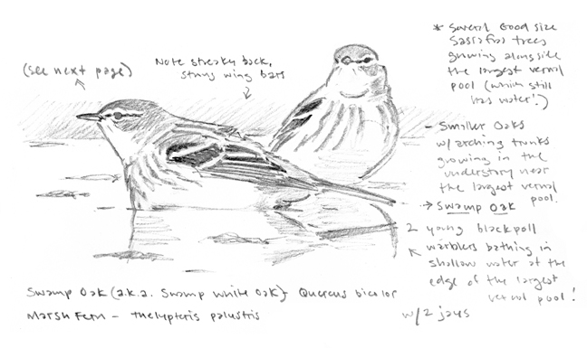 Blackpoll Warblers in Vernal Pool sketch - at 72 dpi