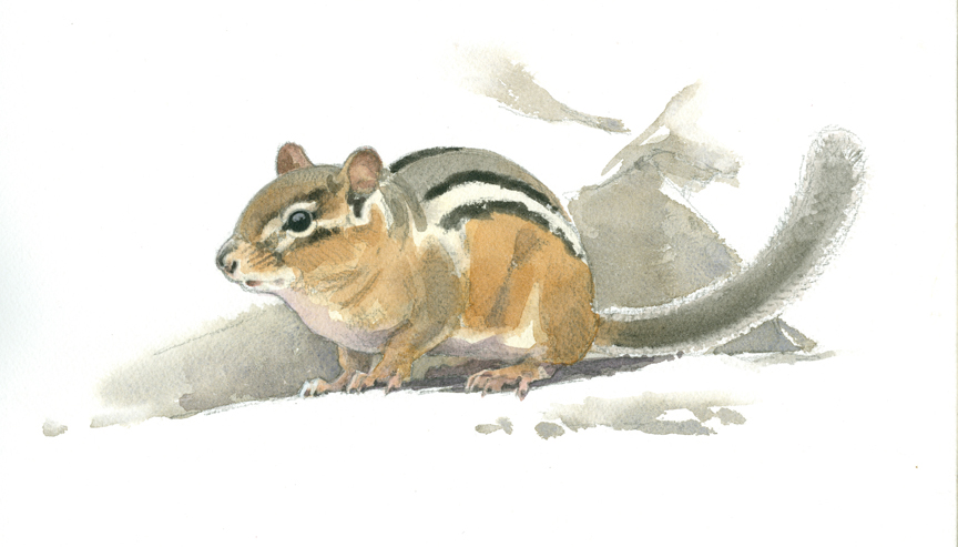 Chipmunk, Lincoln Woods - at 72 dpi