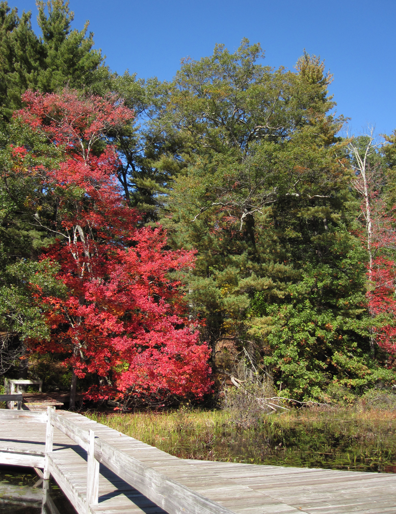 Fall Color at Broadmoor - at 72 dpi