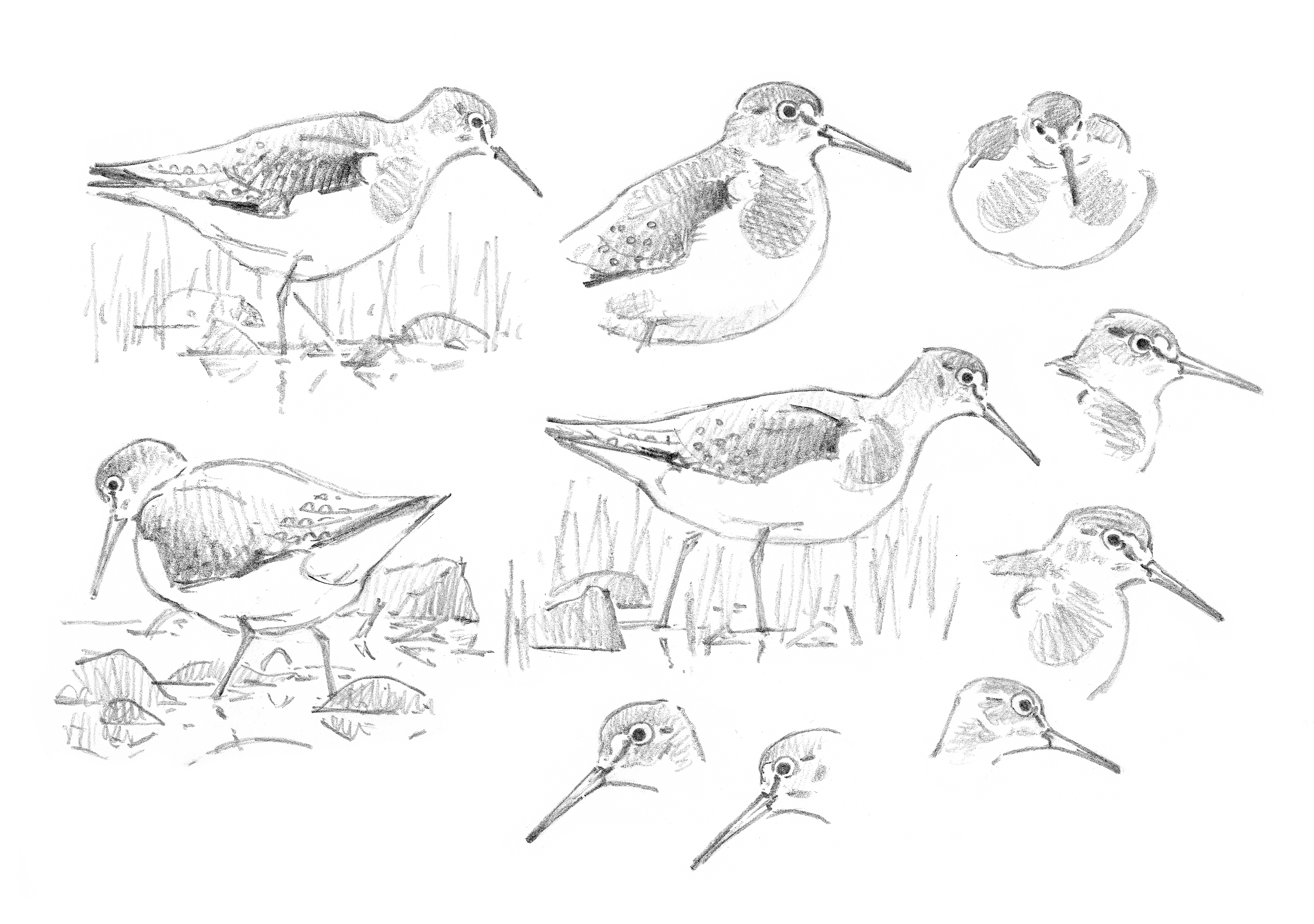 Solitary Sandpiper sketchbook studies - at 300 dpi