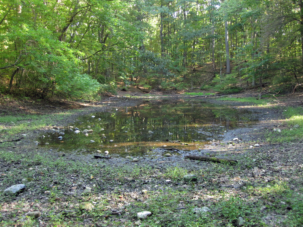 Vernal Pool at Lincoln Woods - WET (small)