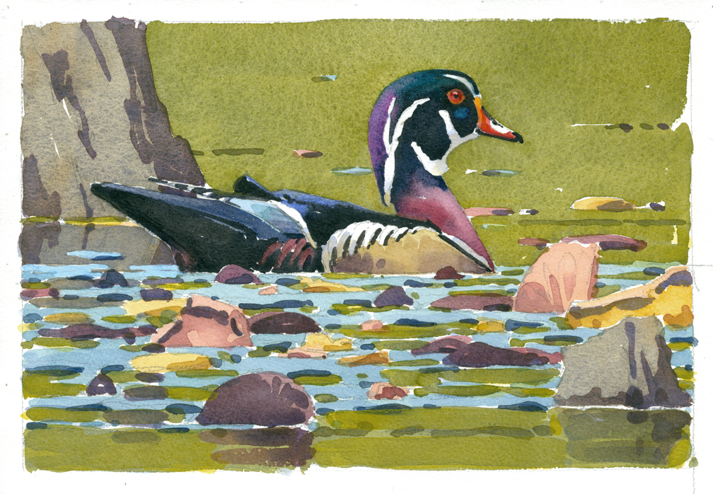 Wood Duck Drake (color correc) - at 72 dpi