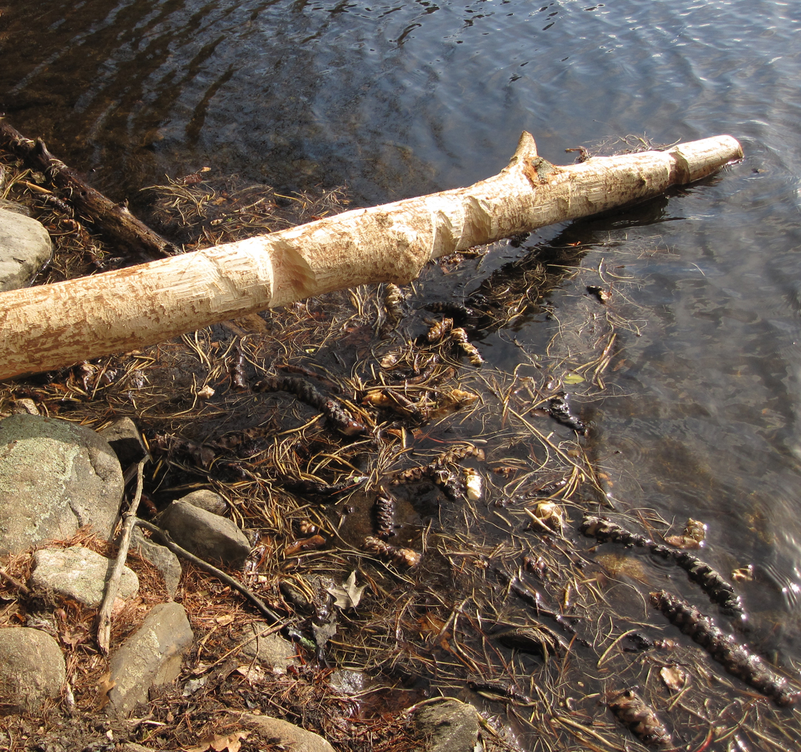 Beaver Cuttings 1 - at 72 dpi