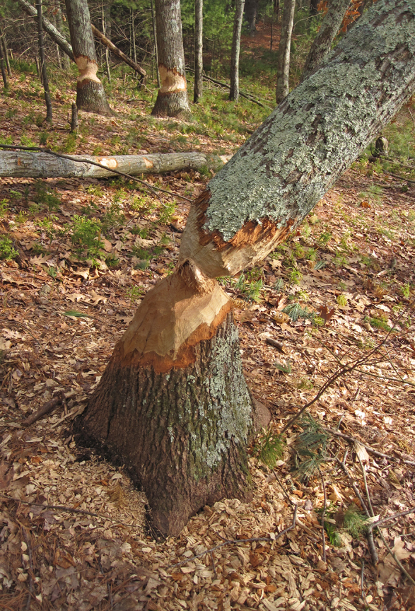 Beaver Cuttings 2A - at 72 dpi