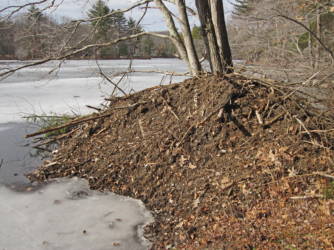 Beaver Lodge at Pierpont Meadow Pond - at 72 dpi