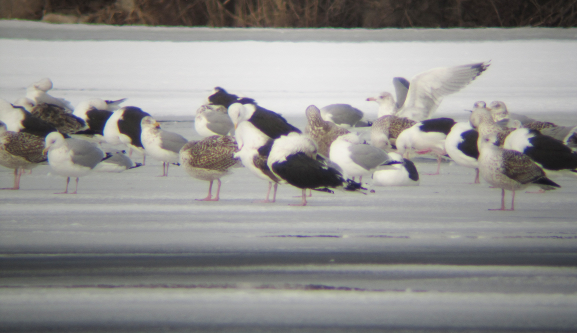 Gulls at Niles Pond - at 72 dpi