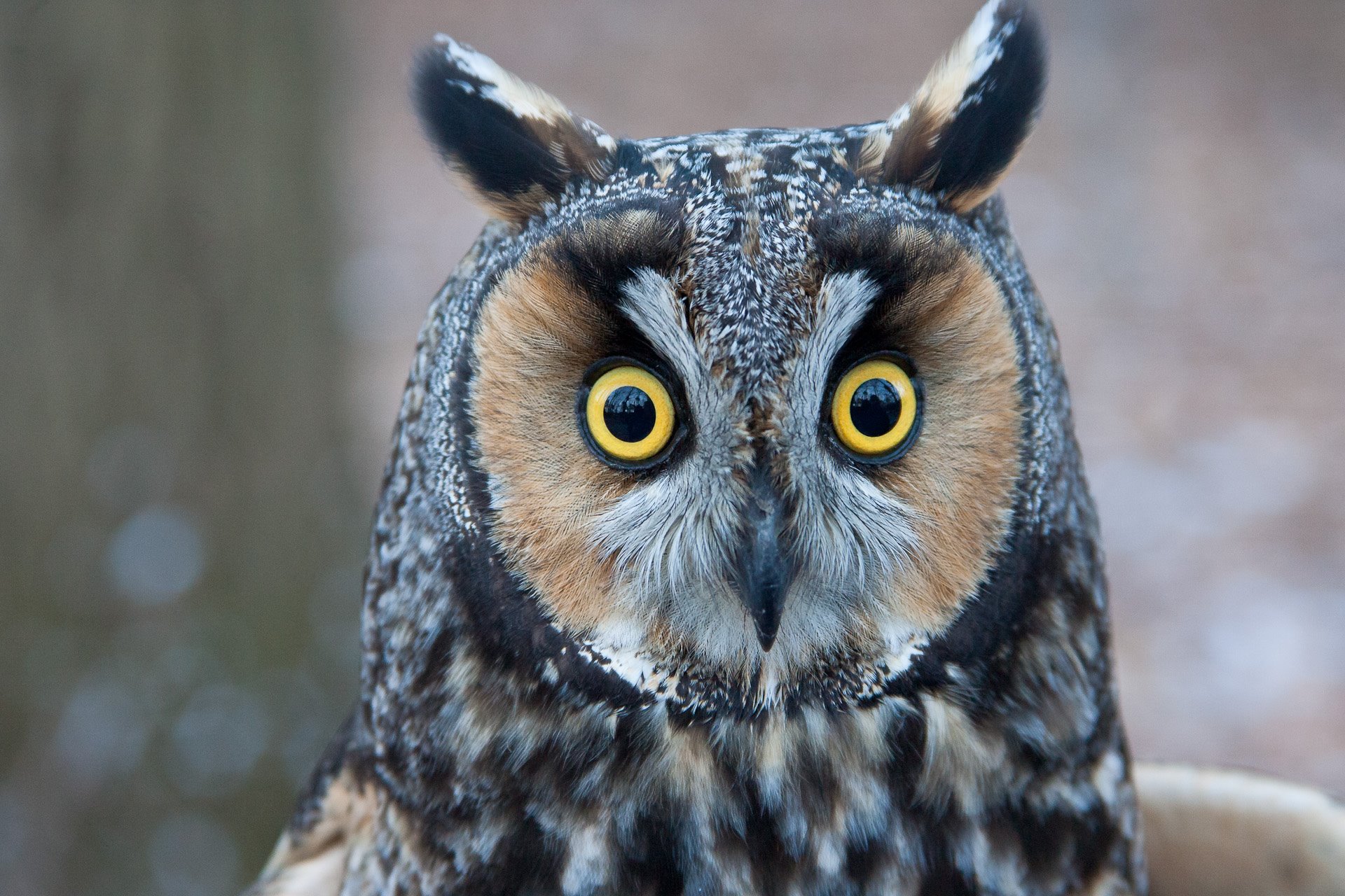 Long-eared Owl. Photo Credit: Shawn Carey