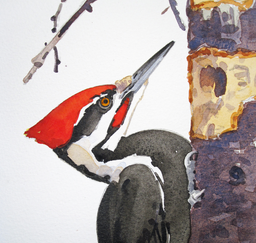 Pileated Crest - step 2 - at 72 dpi