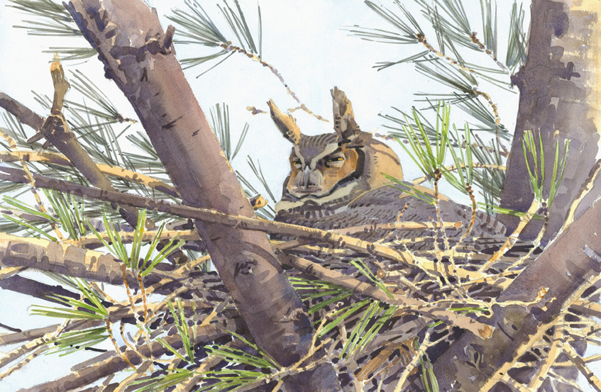 Great Horned Owl on Nest - at 72 dpi (cropped)