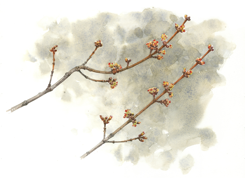 Red Maple Twigs - at 72 dpi