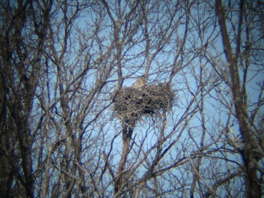 GH Owl on Nest - at 72 dpi