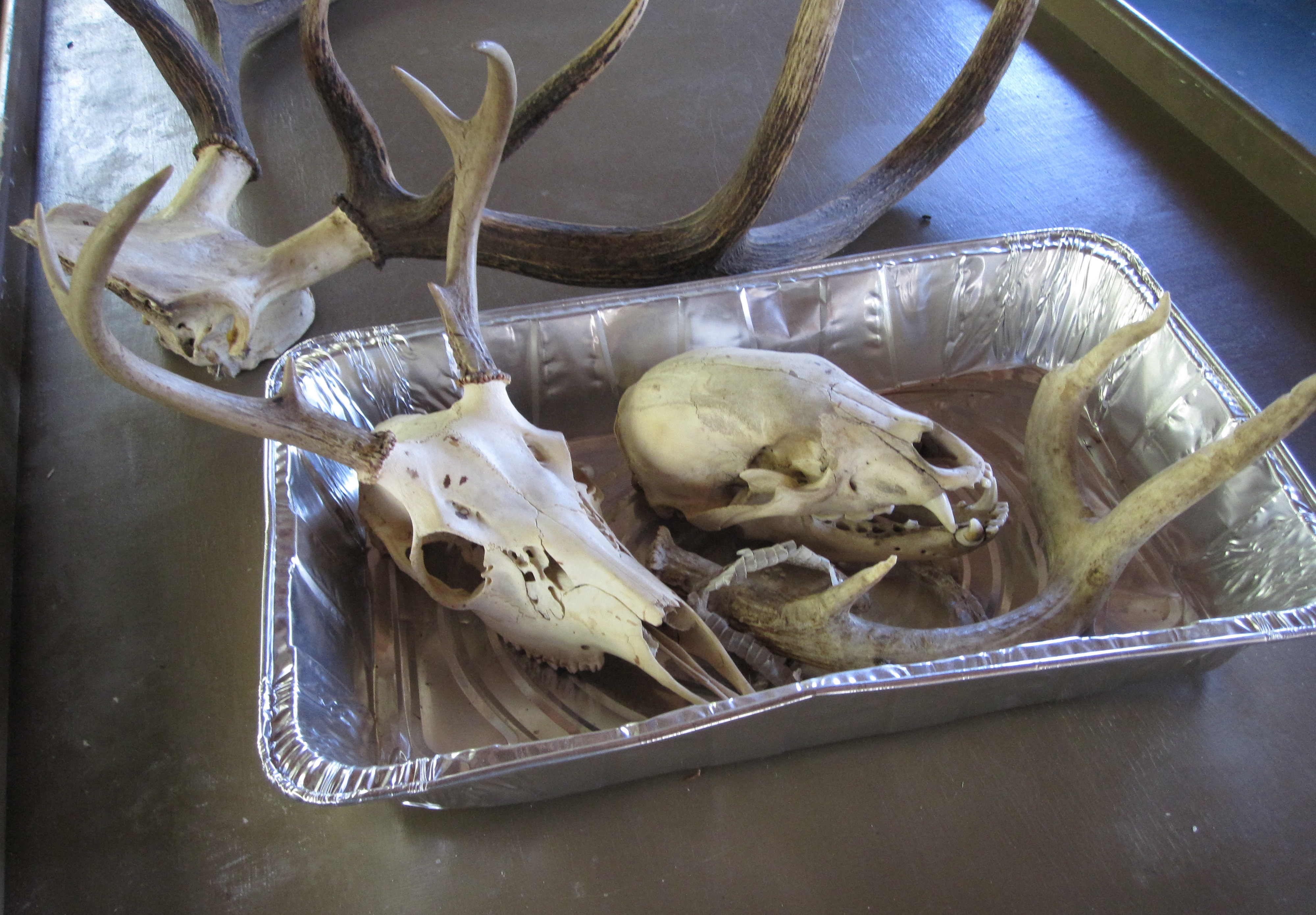 Skulls, Wildwood - at 72 dpi